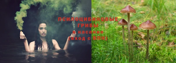 ГАЛЛЮЦИНОГЕННЫЕ ГРИБЫ Верея